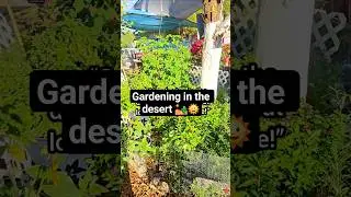 Gardening in the desert #desertgarden #arizonagarden