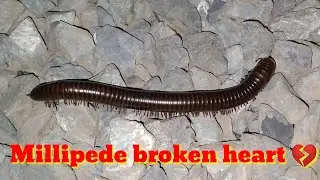 Millipede Broken Heart ! #insectscreen  #millipedes #macroworld #insects #cricket #insectlovers