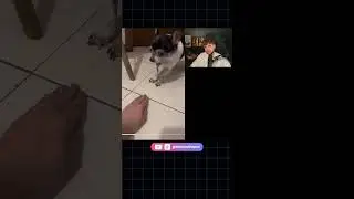 BRINO REAGE: VEJA O CACHORRO BRUNO QUE S&Oacute; COME DEPOIS DE BRINCAR COM A COMIDA! 🐕🦴