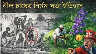 নীল চাষের সত্য ইতিহাস: Indigo Farming History Explained  | #চিত্ত বাংলা #bangladesh 