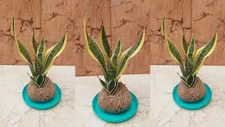 Ditch the Moss: Create a Sleek Jute Kokedama for Your Snake Plant!