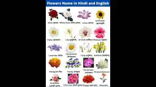 #Flowers name#viralvideo#flowers#ma'am #English word घर पर अंग्रेज़ी कैसे बोले #english creation#10k