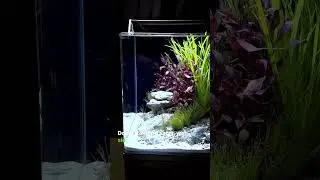 2008. Ein W&uuml;rfel. Eine Vision. Die Dennerle Nano Aquarien! #dennerle #nanoaquarium