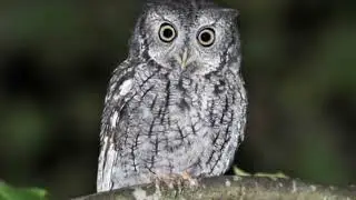 Eastern Screech Owl - (North America and Central America)