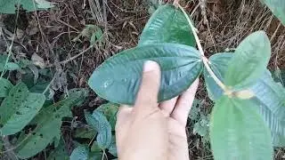 Diferenciando a Pixirica da Canela-de-velho