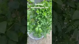 Free Delivery anywhere in India Available on www.radongrow.com