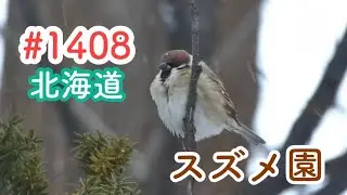 スズメさんの日常#1408/北海道・札幌