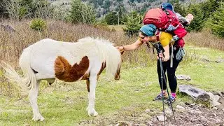 Wild Ponies In Grayson Highlands State Park, Virginia