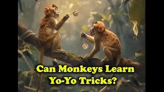 Can monkeys be taught to play the yo-yo? | Yo-Yo Myth? | Yo-Yo History | Urban Myth? |