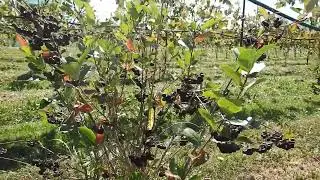 Aronia Slowing Down While Grape Is Ramping Up