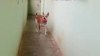 Love Honey #@SiriJyoti #pets #funny