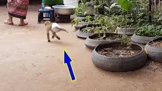 Poor Monkey Koko Run Follow Mom So Fast