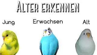 Alter von Wellensittichen erkennen