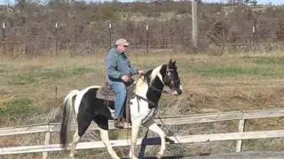 SSHBEA gelding- smooth 4-beat gait