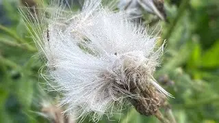 Invasive Weed Overview: Canadian Thistle and Chemical-Free Strategies to Remediate