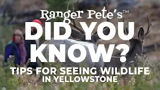 Ranger Pete's DID YOU KNOW: Tips for Seeing Wildlife in Yellowstone
