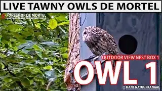 Tawny Owl 1 CAM🦉Live Outdoor Nest Box OWL-1