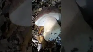 Boletus pinophilus en el monte 🍄 #Boletus #Boletazo #pinophilus #mushroom #espora #naturaleza #seta