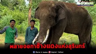 อายุยังน้อยงายังขนาดนี้ งัดพี่ๆแบบไม่เกรงใจ😂elephant
