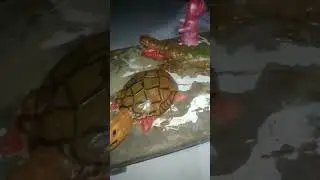 #howto crocodiles work#shortvideo #satus #vlogs #work #crocodile #crocosensemble #shortsvideo