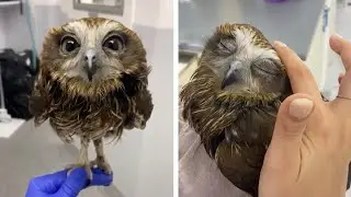 Baby Owl Gets Warm Bath At The Vets