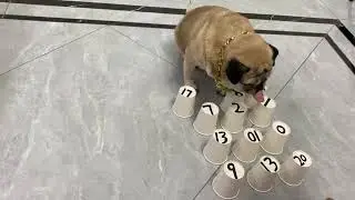 👍👍 Funny and Cute Pug Puppies #Funny puppy #Pug #ลูกสุนัขตลก #12