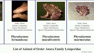 List of Animal of Order Anura Family Leiuperidae physalaemus frog swamp dwarf cicada gracilis Cope
