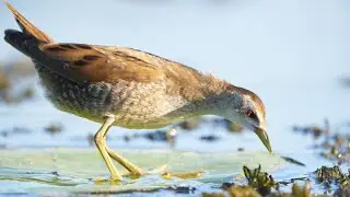 Zielonka - spotkanie drugie / Little crake - 2nd encounter / Zapornia parva