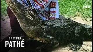 Alligator Wrestling (1968)