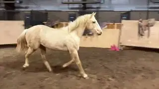 Hip #6 in Lonestar Stockyards Horse Sales January 10th sale