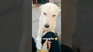 कृष का गाना सुनेगा 😜😅👌#shorts #shortfeed #viralvideos #dog #doglove