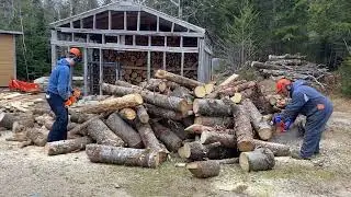 The Harnish men cutting wood together