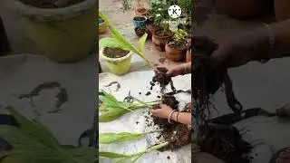 Propagating Canna Lily from roots division #cannalily #canna