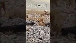 Dhikala Zone Tiger Sighting  / Jim Corbett National Park
