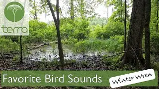 Favorite Bird Sounds: Winter Wren