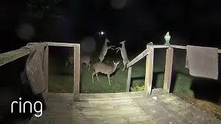 How Deer Settle Their Differences | RingTV