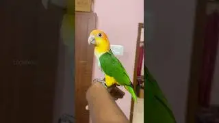 💥😍இவன் ரொம்ப Special🔥| Tamed Birds Farm | Exotic birds | Caique Bird🦜 | Vlog #shorts #petsvlog