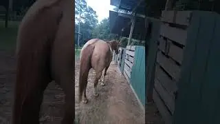 Horses Needing Alfalfa Hay #farming #horses #quarterhorse #alfalfa  July 22, 2022