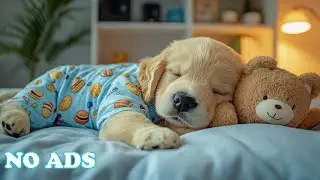 12 Hours Of Dog Calming Music 🐶 Soothing Music for Puppies 🌱 Gentle Sounds 🌙 Healing Dog Music