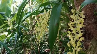 Mostrando a flor da minha orquídea Gomesa🌿