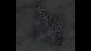 Leopard Whipray Eating
