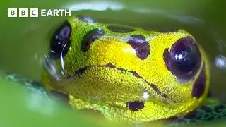 The Incredible World of Frogs | BBC Earth