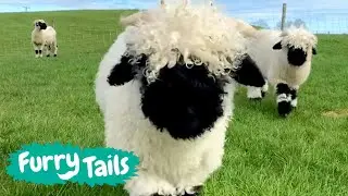 🐑 World's Cutest Sheep 🐑