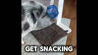 Snout-n-Snack Assembly