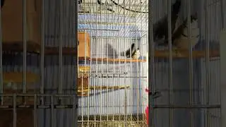 #Aula_finch #finch_birds #finchs_farm #bird_lovers