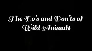 Animal Safety Video (not professional&rsquo;s)