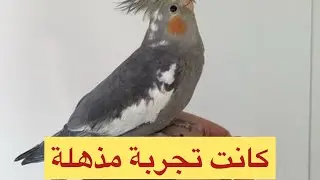 تربية فراخ  الكروان والحمام سنبل بعمر يومين