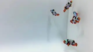 Onyx Picasso Clownfish