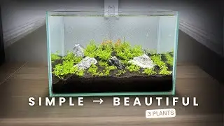 Only 3 Plants in a Nano Aquascape… Here’s the Result