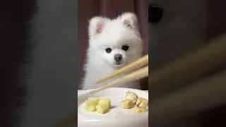 Cutest Pomeranian Puppy Eating | Relaxing ASMR for Sleep